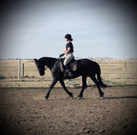 Friesian for Lease 