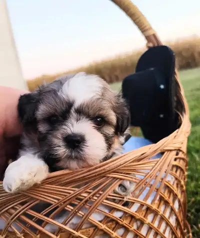 Beautiful Shih Tzu Puppies, View more