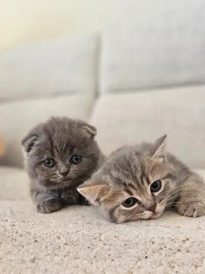 Scottish fold and straight kittens pure breed, View more