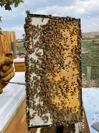 Honey bee 5 frame starter hives