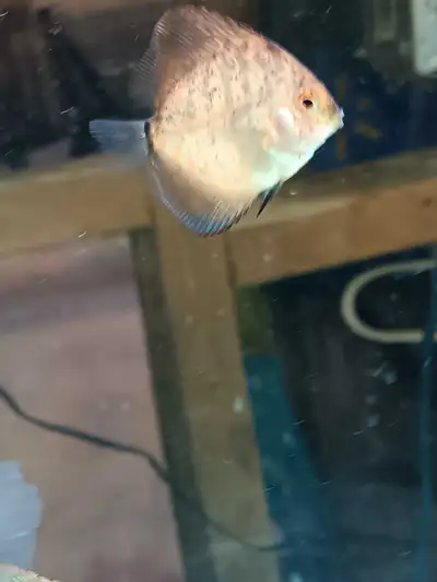 Discus fry, View more