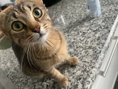 Cuddly house cat for sale. Female. Great with dogs, other cats, and children