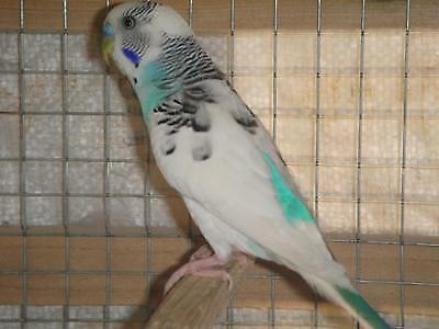 BEAUTIFUL BUDGIE SUPER SPECIAL $30.00 in Birds for Rehoming in Muskoka - Image 3