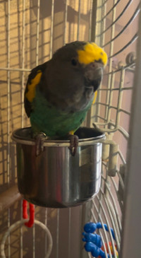 Young Sweet Female Meyers Parrot