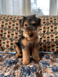 Welsh Terrier