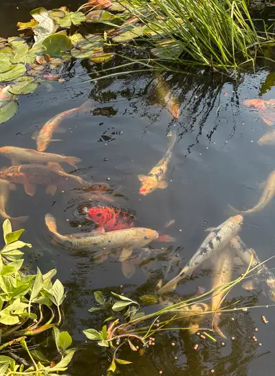 large KOI FISH, View more