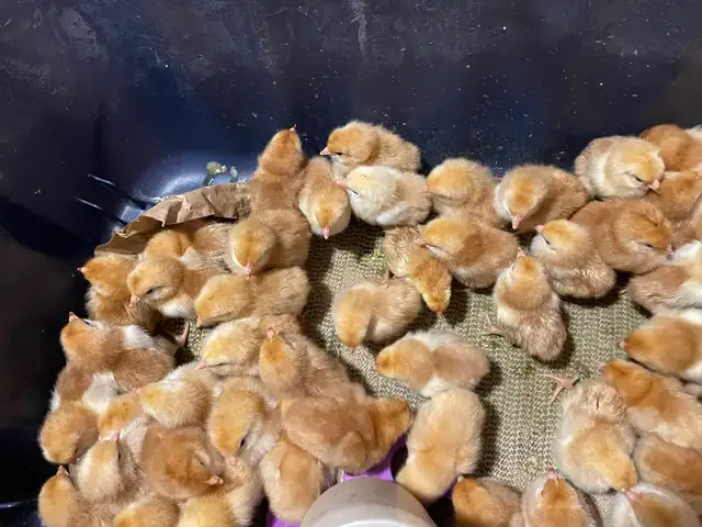 chicks chickens in Livestock in Vernon - Image 5