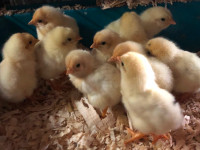 Barn yard mix chicks forsale