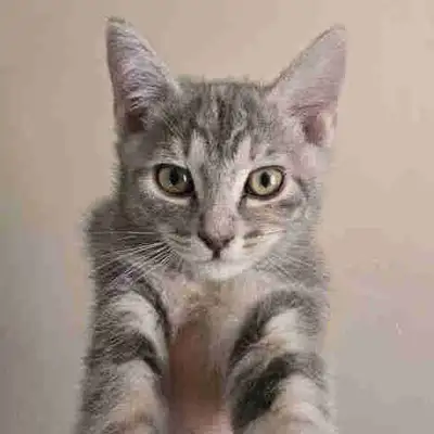Kitten to rehome, View more