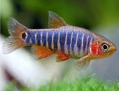 Emerald Rasboras for Freshwater Aquariums, View more
