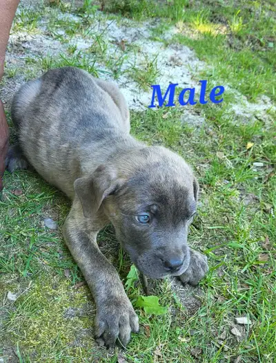 11 Cane Corso Pups, View more