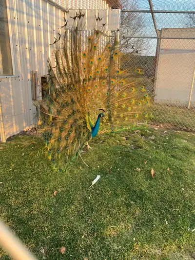 fertilizer eggs For peacock and golden pheasant, View more