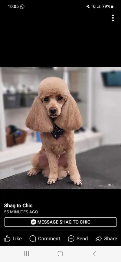 pure breed poodle, View more