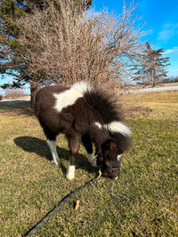 Miniature pony foal/alpine goat