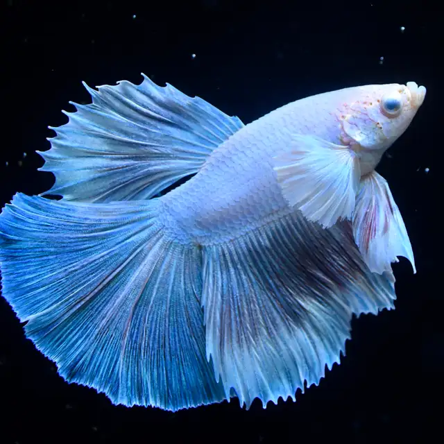 Betta Fish with Bold Color & Clean Lines in Fish for Rehoming in Moncton - Image 7