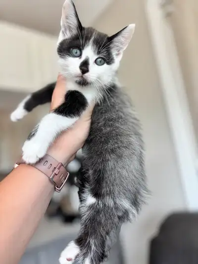 Beautiful kittens - FREE DELIVERY, View more