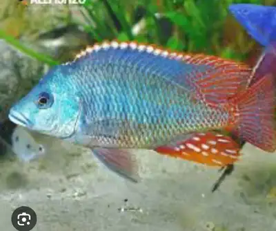 cichlid-poisson-aquarium-Malawi , View more