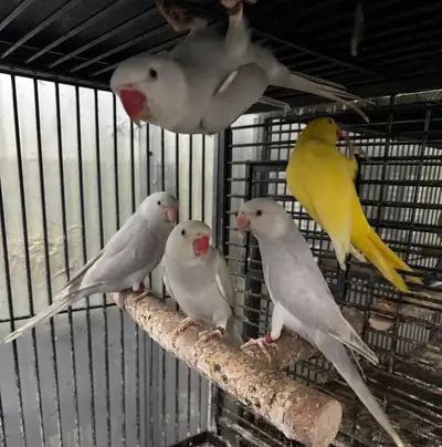 Indian Ringneck Parrots for Sale – Clear Head & Claar Tail Beautiful Indian Ringneck parrots availab...