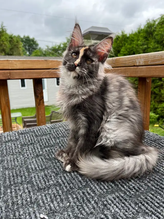 mainecoon in Cats & Kittens for Rehoming in City of Montréal - Image 6