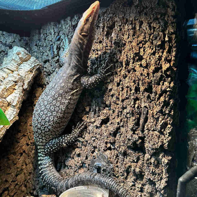 varan tristis dans Reptiles et amphibiens à adopter  à Ouest de l’Île