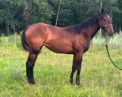 Yearling barrel prospect, View more
