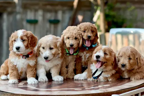Its first come first serve. Can’t hold a puppy without deposit. These adorable golden doodle puppies...