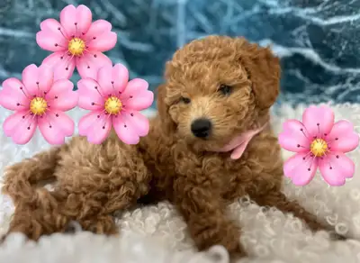 Poodle/Bichon puppies, View more