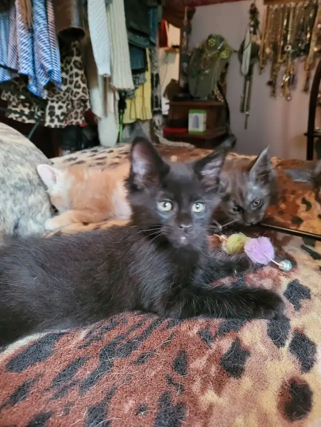 Litter of 5 mainecoon Kittens in Cats & Kittens for Rehoming in Bridgewater - Image 6