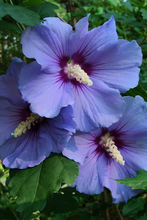 Rose of Sharon shrubs in Plants, Fertilizer & Soil in City of Toronto - Image 3