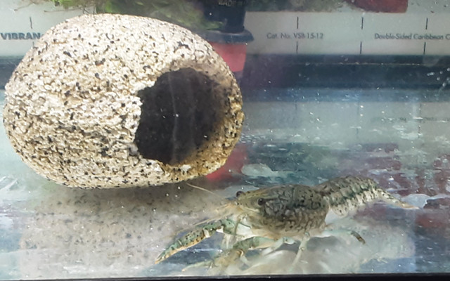 Ecrevisses 2 @ $5.00 in Fish for Rehoming in City of Montréal - Image 3