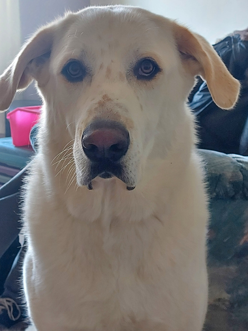 Dog rehoming Dogs & Puppies for Rehoming Calgary Kijiji