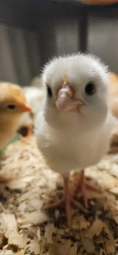 baby chicks, View more
