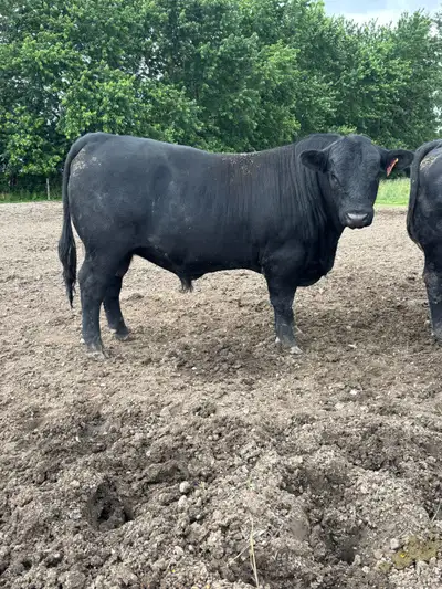 Angus Bull FOR SALE, View more