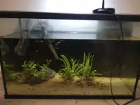 40 gallon aquarium with filter heater light