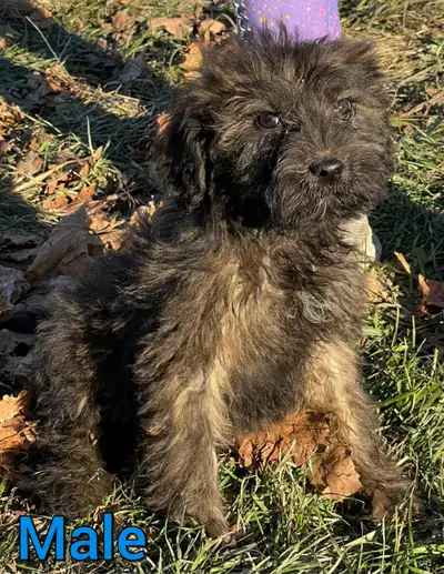 LOCATED OUTSIDE OF LONDON, ON YES THEY ARE STILL AVAILABLE AND READY TO GO NOW. CALL OR TEXT IF SERI...