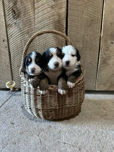Hazel just welcomed her first litter of purebred Bernese Mountain Dog puppies on May 5. There are 11...