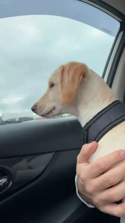 Puppy Rehome, View more