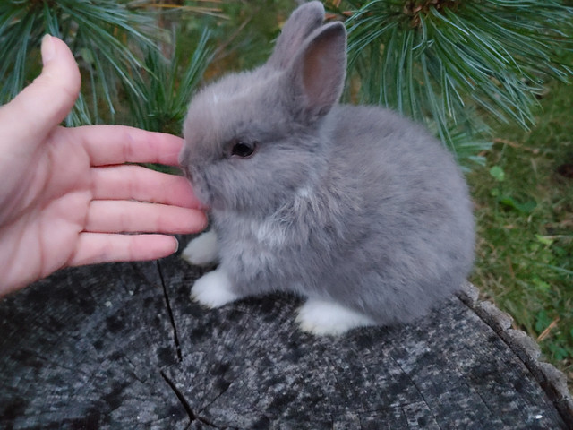 EXTRAORDINARY, RARE BROKEN LILAC NETHERLAND DWARF BABY BUNNY in Small Animals for Rehoming in City of Toronto