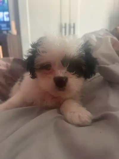 Shih Tzu puppies, View more