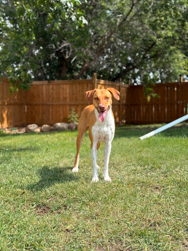 2 year old female spayed lab/vizsla mix in Dogs & Puppies for Rehoming in Saskatoon - Image 3