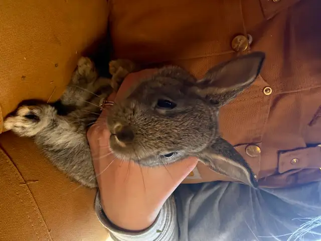 Mix breed bunnies (Flemish X) in Livestock in Moncton - Image 4