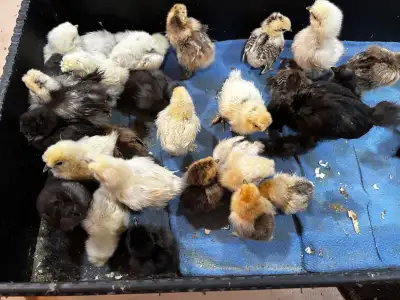 silkie chicks , View more