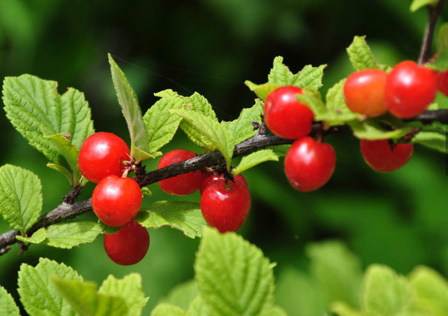 Nanking cherry seeds. Hardy zone 4-8. Delicious fruits in Plants, Fertilizer & Soil in Oshawa / Durham Region - Image 2