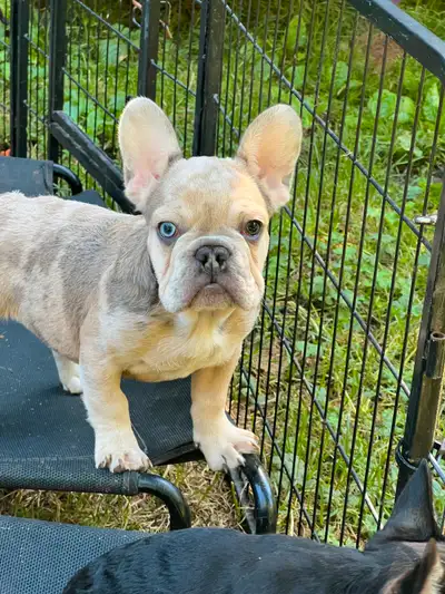 Purebred French bulldog, View more