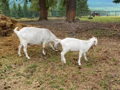 Dual purpose Goat, View more