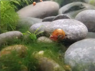 Pink and Red Ramshorns for Sale, View more