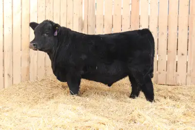 Black Angus Yearling Bulls for Sale , View more
