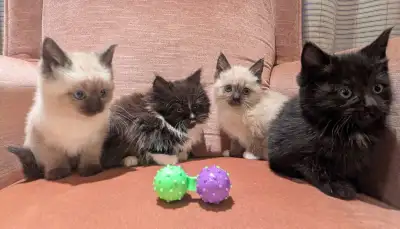  cats for sale due to rehoming (adult, mid aged, and kitte, View more