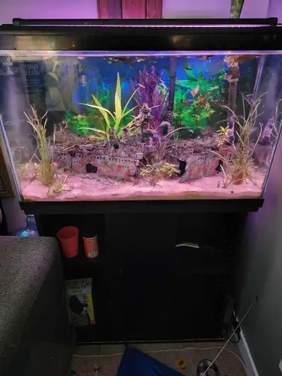 30 gal fish tank full set up, View more