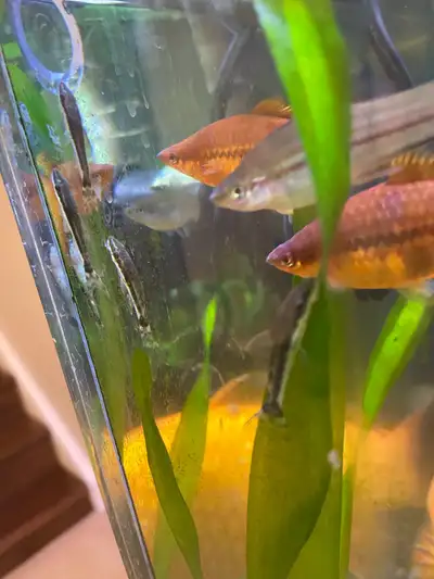 orange and pineapple plus hybrids Swordtails , View more